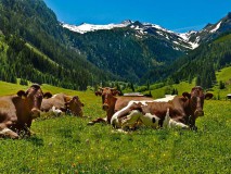 palfner_alm_66 